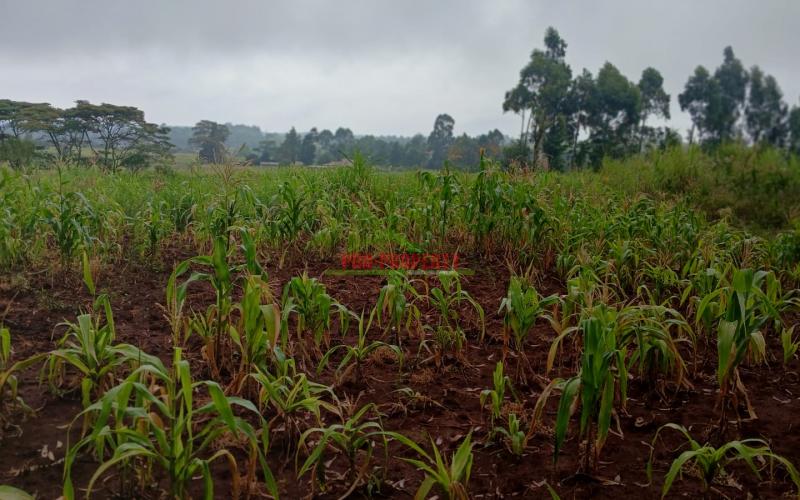 Prime 50by100ft Residential Plot For Sale In Kikuyu, Gikambura.