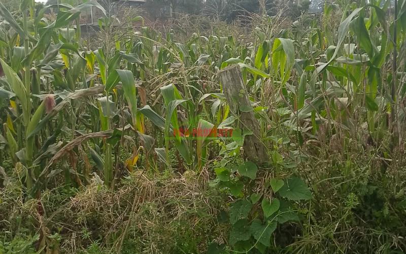 Prime Residential 50 By 100 Plot