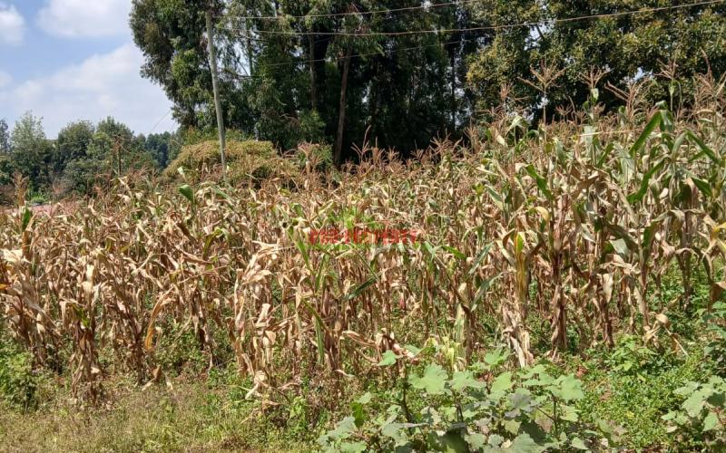 Prime  40 By 80 Plot For Sale In Kikuyu Gikambura