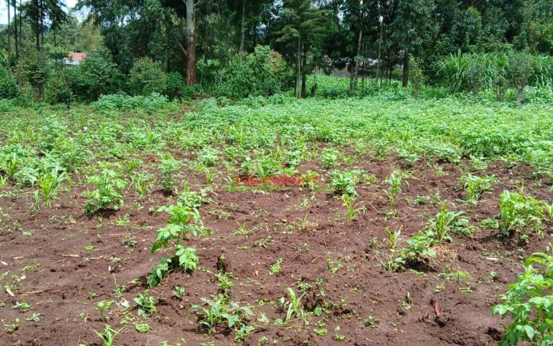 Prime 100 By 100 Residential  Plots For Sale In Kikuyu,muguga