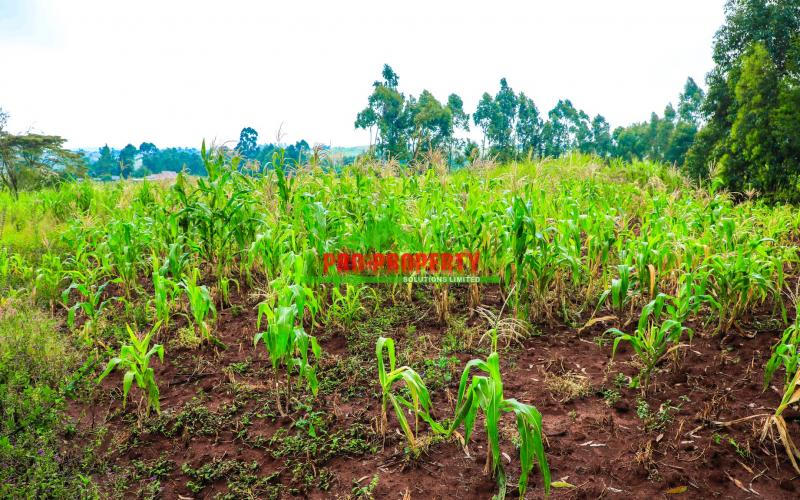 Prime Residential 50 By 100fts Plot For Sale In Kikuyu, Gikambura