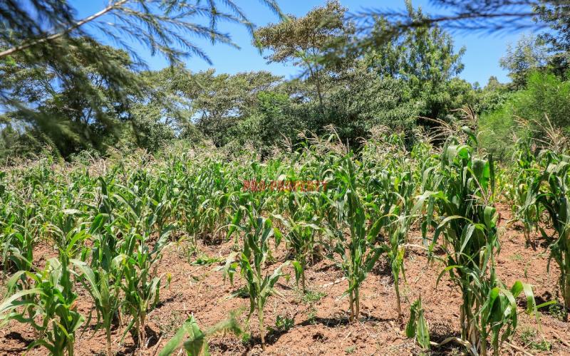 Prime Residential Plots For Sale In Kikuyu, Kamangu