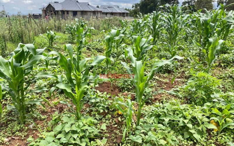 Prime Residential Plot For Sale In Kikuyu Kamangu.