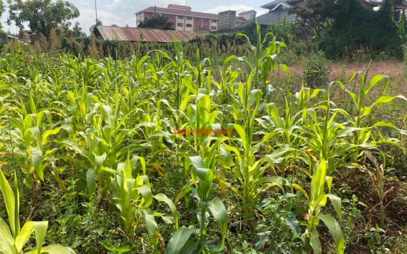 Prime Plot For Sale In Kikuyu, Thogoto Near Damacrest School.