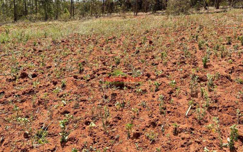 Residential Plot For Sale In Kikuyu, Gikambura.(behind Nairobi Ndogo Area)