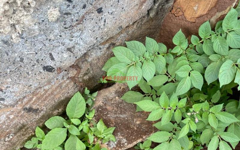 Prime 50 By 100 Fts Plot For Sale In Kikuyu, Sigona Along Waiyaki Way.