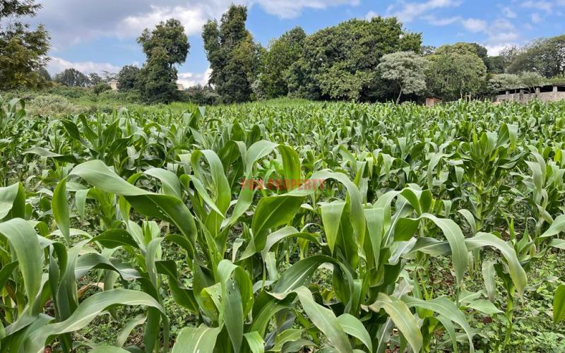 Prime Block Of Land For Sale In Kikuyu Town.