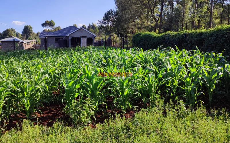 Prime 50 By 100ft Residential Plot In Thogoto