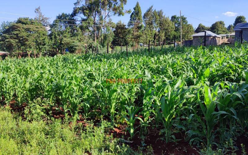 Prime 50 By 100ft Residential Plot In Thogoto