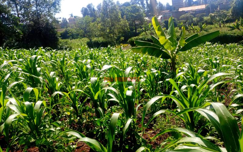 Prime  Commercial Land For Sale In Kikuyu Thogoto Teachers College.