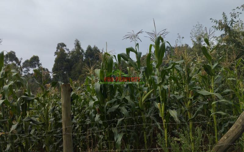 Prime 50 By 100ft Plots For Sale!!! In Kamangu, Kikuyu