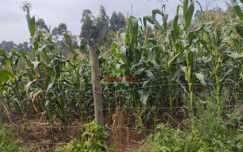 Prime 50*100 Ft Plot For Sale In Kikuyu- Ondiri