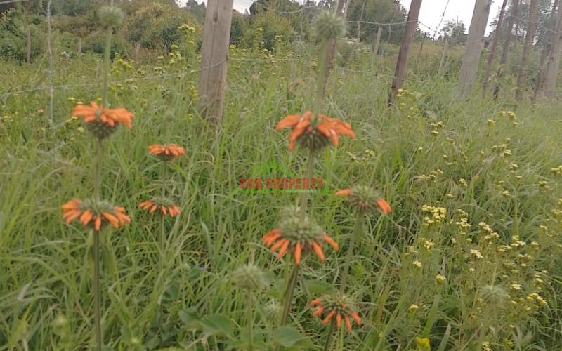 Prime 50 By 100 Residential Plots For Sale In Kikuyu Kamangu.