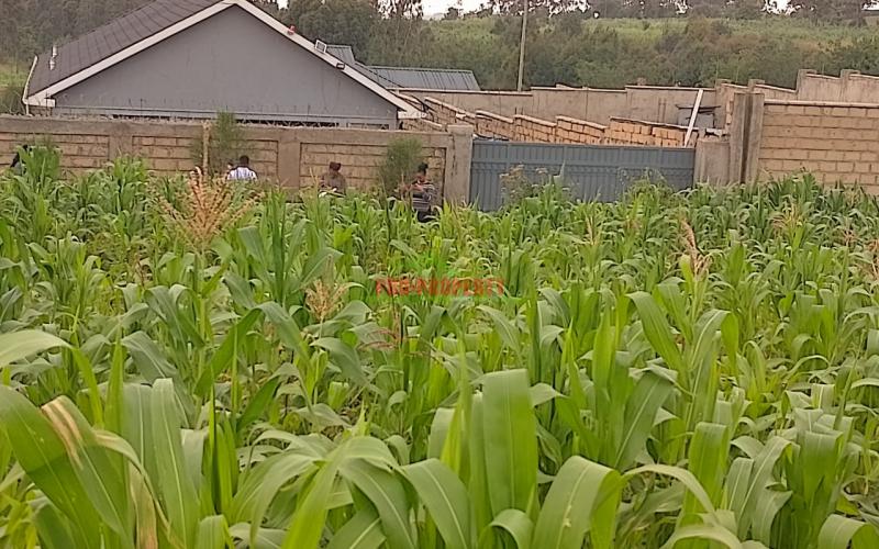 Prime 50  By 100 Plot Or Sale In Kamangu