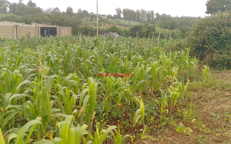 Prime 50  By 100 Plot Or Sale In Kamangu