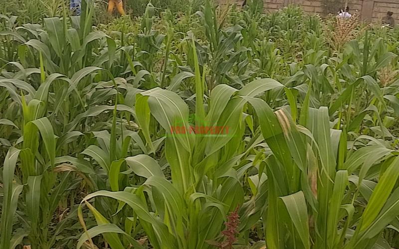 Prime 50  By 100 Plot Or Sale In Kamangu