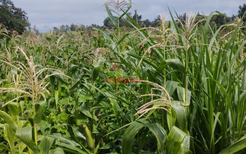 A prime 60by100 residential plot