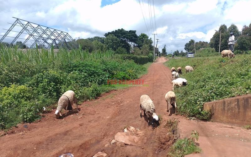 Commercial Plots For Sale In Thigio