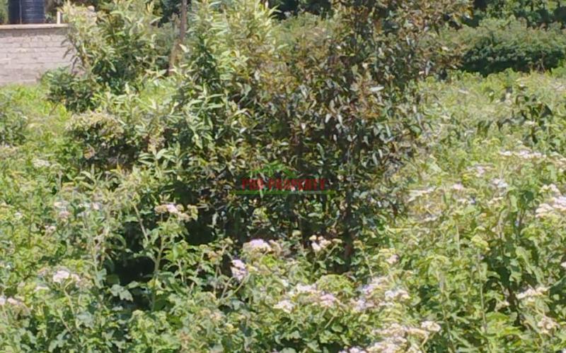 Prime Residential 50 By 100 Ft Plot For Sale In Kikuyu-gikambura,jumbo Tv