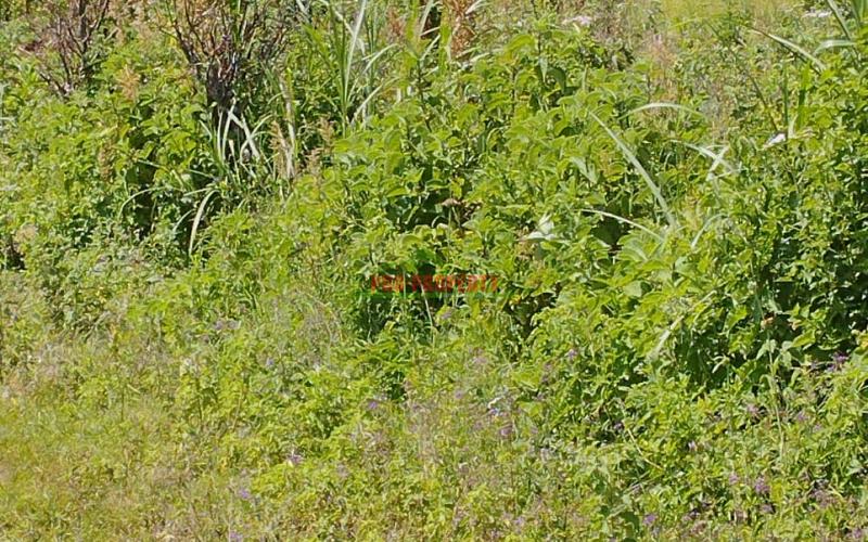 Prime Residential 50 By 100 Ft Plot For Sale In Kikuyu-gikambura