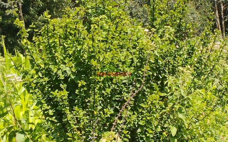 Prime residential 50 by 100 ft plot for sale in Kikuyu-Gikambura