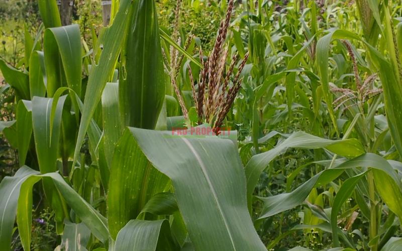 Prime 50* 100ft Residential Plot For Sale In Kikuyu-gikambura