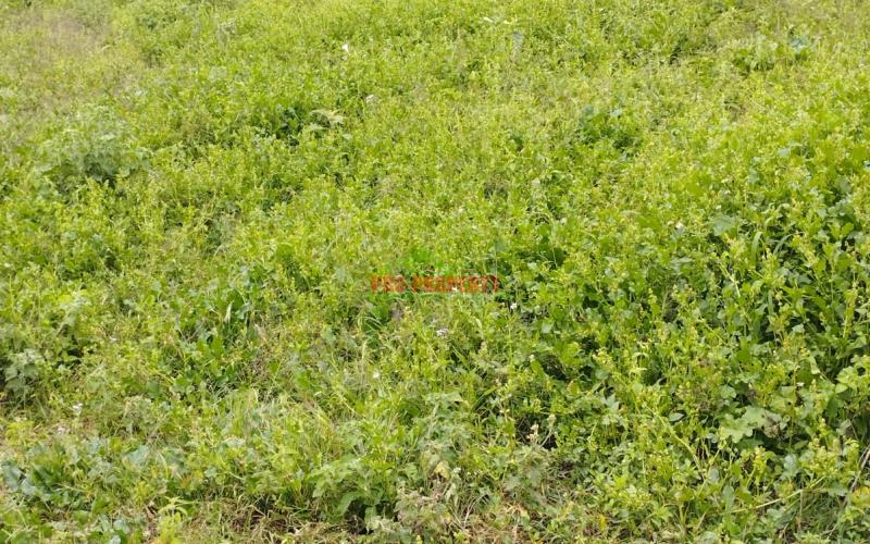 A Prime 50by100ft Plot For Sale In Kikuyu -kamangu