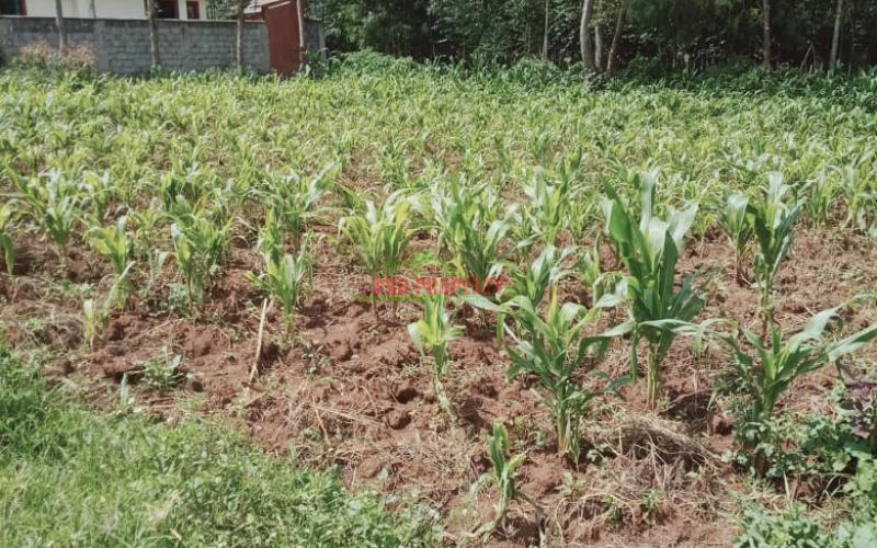 Prime 100 By 100 Residential Plot For Sale In Kikuyu, Kamangu
