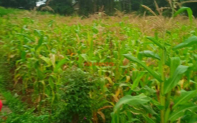 Prime Residential 50 By 100 Plot For Sale