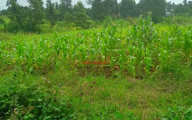 Prime Residential 50 By 100 Plot For Sale