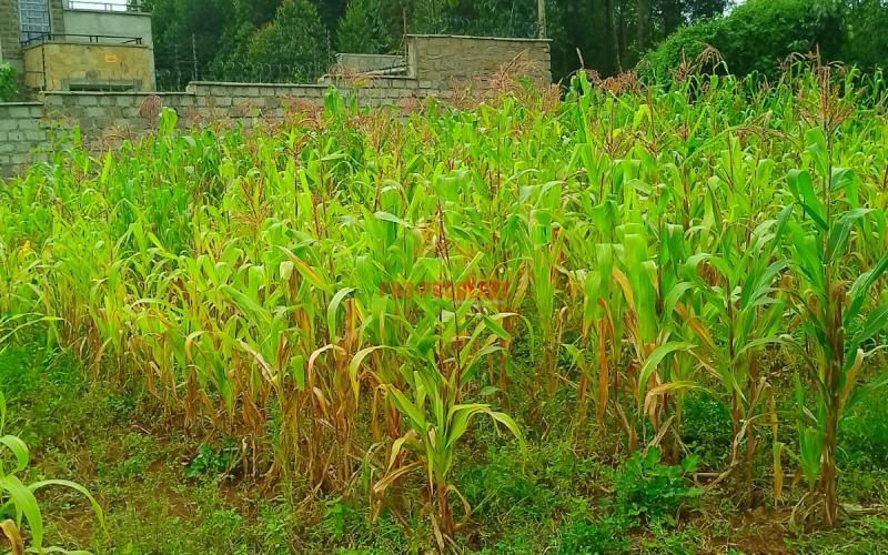 Prime 50 By 100 Residential Plot For Sale In Kikuyu Gikambura