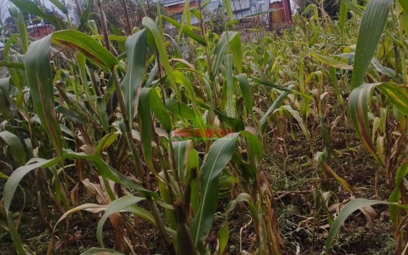 50by100 Prime Residential Plot For Sale In Kikuyu- Zambezi