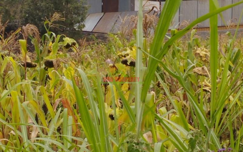 A Prime 50by100ft Plot For Sale In Kikuyu -kamangu