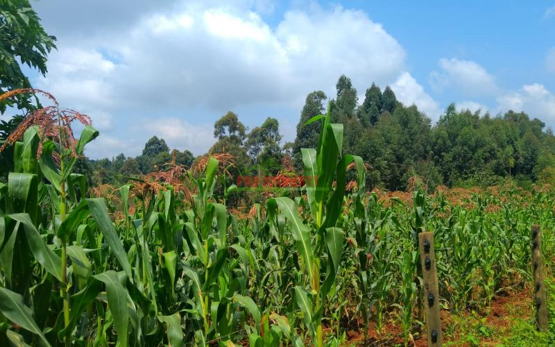 Prime Residential 50 By 100 Plots For Sale Along Ondiri Road