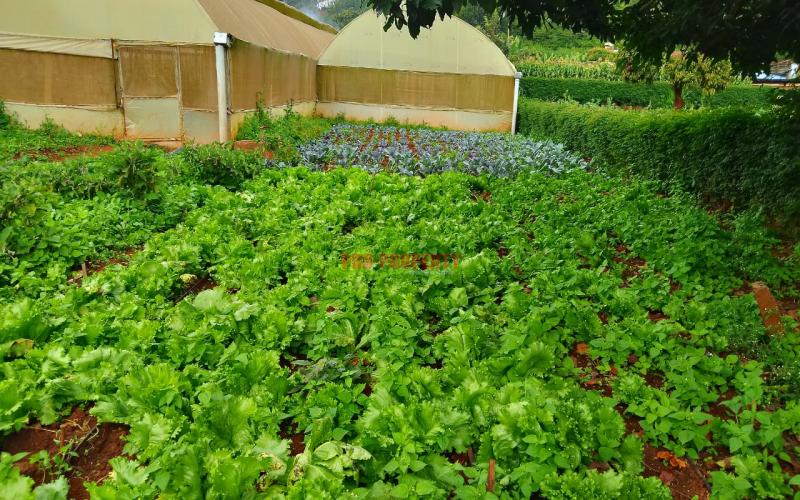 Prime Residential 100 By 100 Plot For Sale In Ondiri, Kikuyu