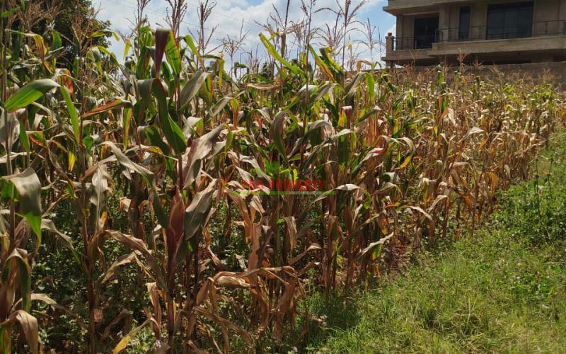 Prime 40by80ft Plot For Sale In Kikuyu ,gikambura