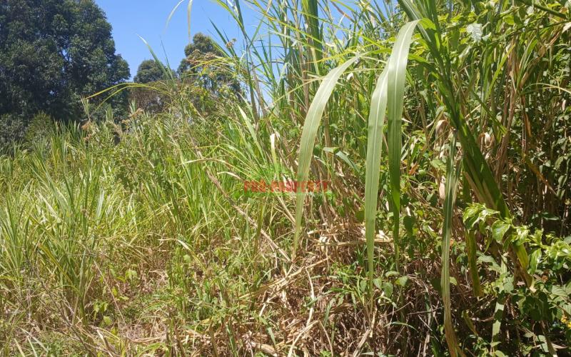 -100by100ft  Residential Plot For Sale In Kikuyu Lusingetti