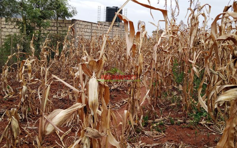 Prime Residential Plot For Sale In Kikuyu Kamangu.