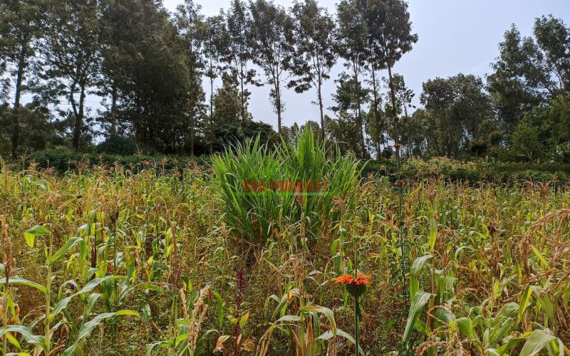 Commercial Plot For Sale In Kikuyu, Thogoto