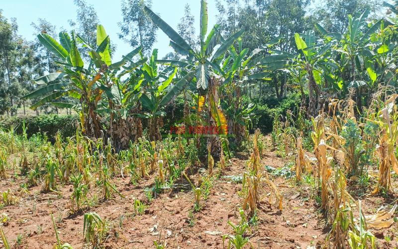 100 By 100ft Plot For Sale In Gikambura, Kikuyu