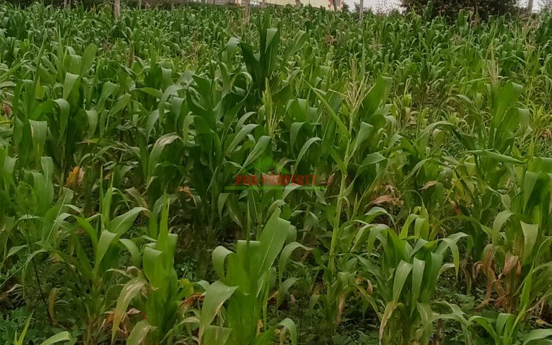 Prime 60*100 plot for sale in kikuyu, kamangu