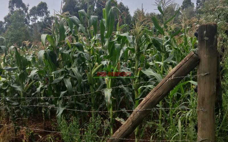 Prime 50 By 100 Plot In Ondiri - Kikuyu