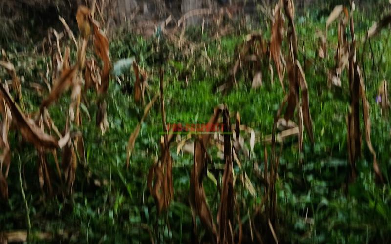 Prime Commercial 50x100 Ft Property For Sale In Kikuyu Kinoo