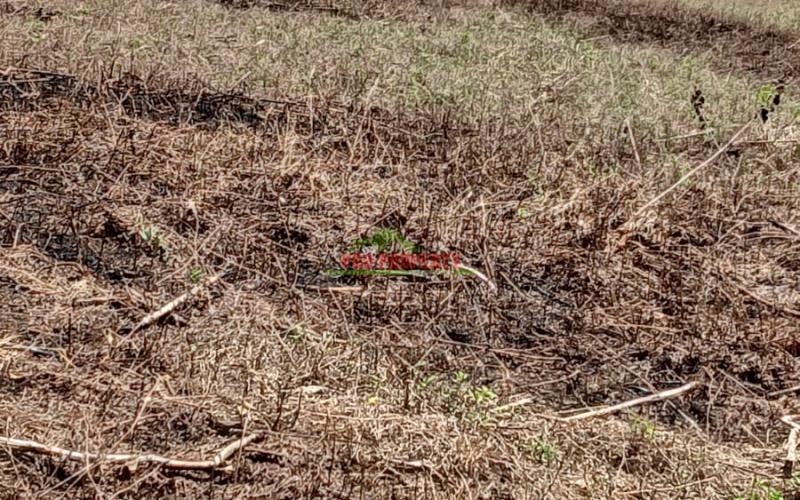 Prime 50 By 100ft Plots For Sale In A Gated Community Concept In Kikuyu,ndiguini Area