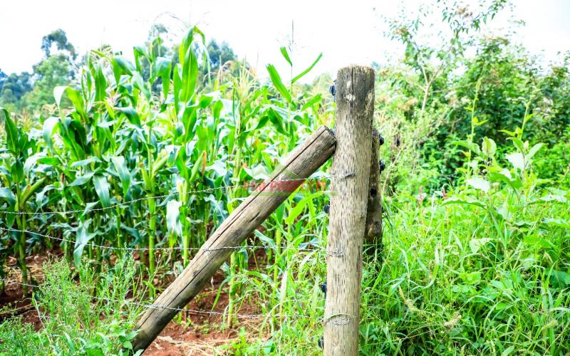 Prime Residential Plot For Sale In Kikuyu, Ondiri.