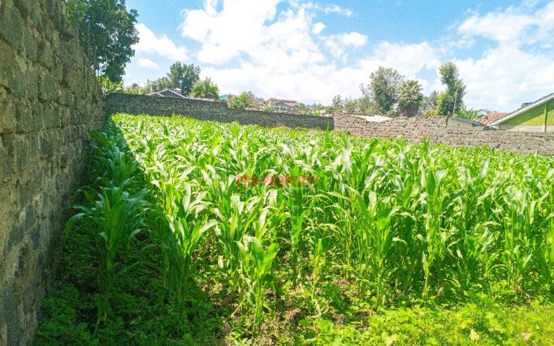 1/4 Acre Residential Plot For Sale In Olive Inn Estate, Nakuru, Kiamunyi.