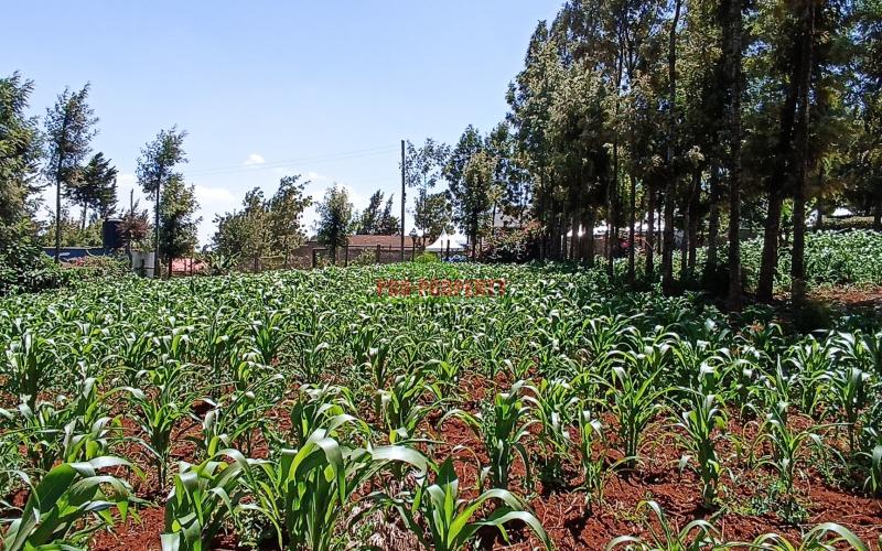 1 Acre Land For Sale In Kikuyu, Thogoto