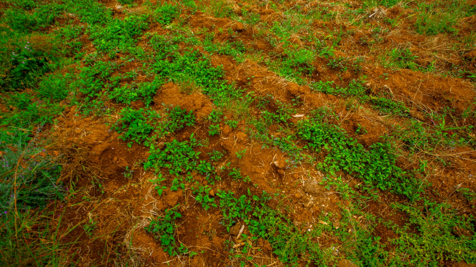 Residential Serviced Plots For Sale In Kikuyu, Nguirubi - Thigio