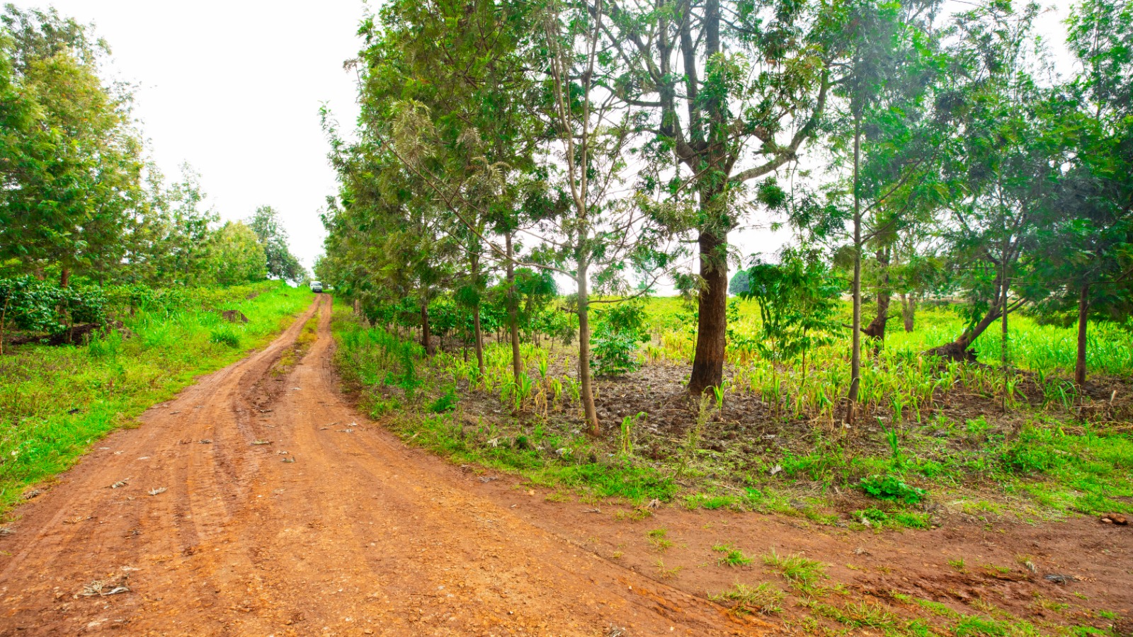 Prime 4-acre Mixed-use Land For Sale In Dagoretti, Muhuri Road