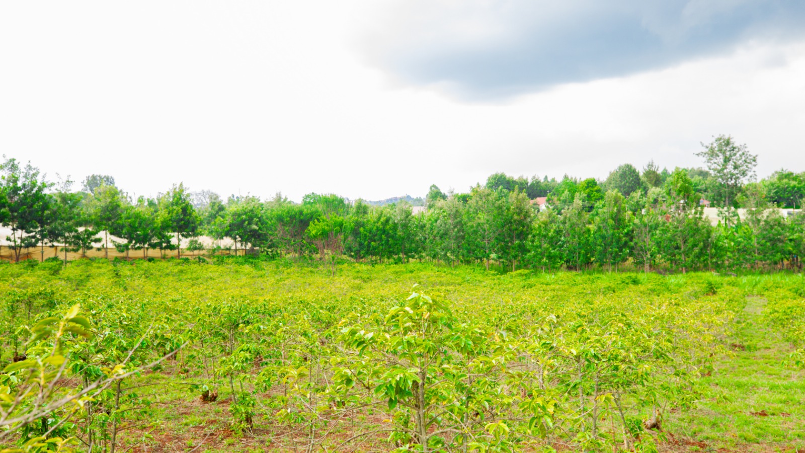 Prime 4-acre Mixed-use Land For Sale In Dagoretti, Muhuri Road